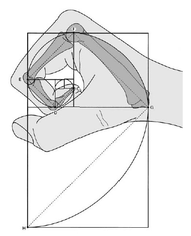 Human Hand and Foot - Phi 1.618: The Golden Number