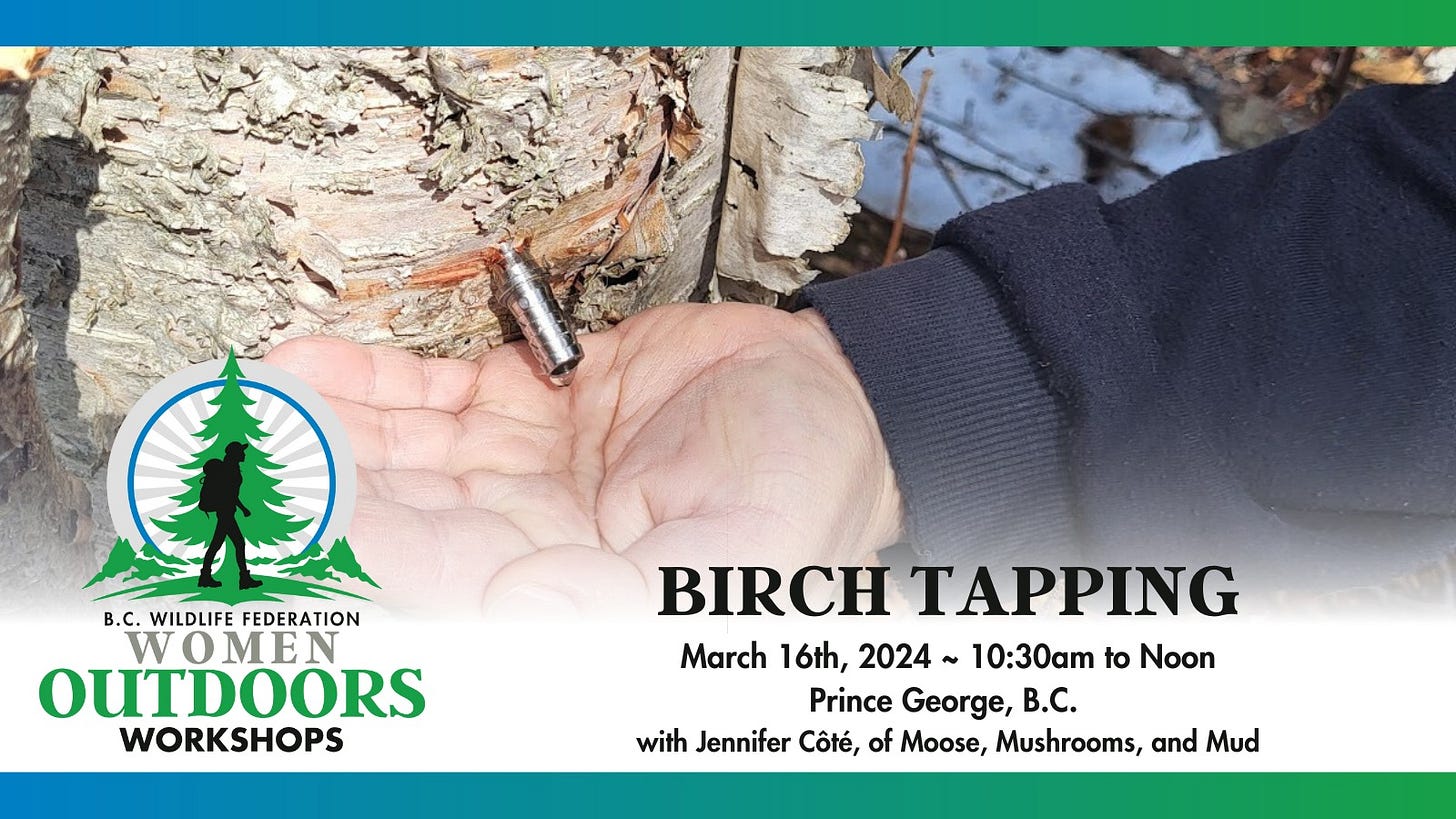 A post for a birch tapping workshop on March. 16