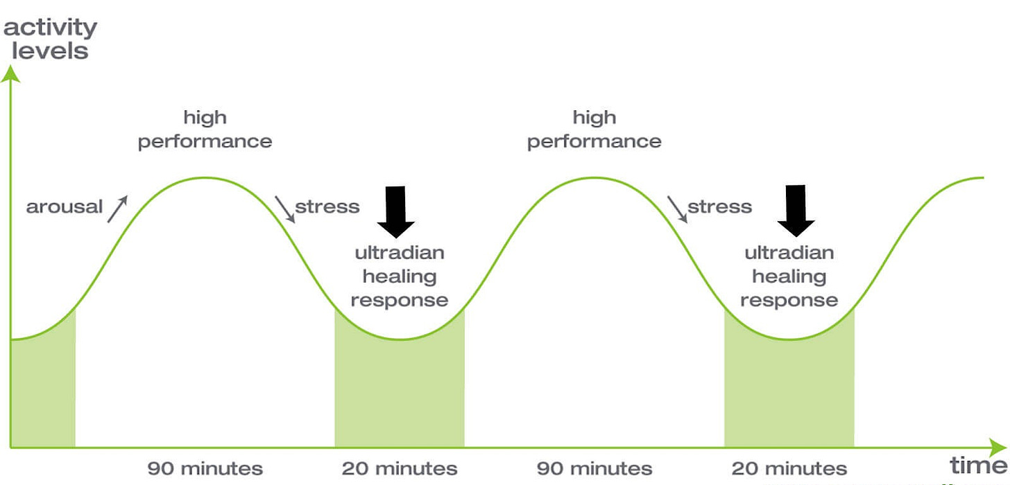 Ultradien : définition et explications