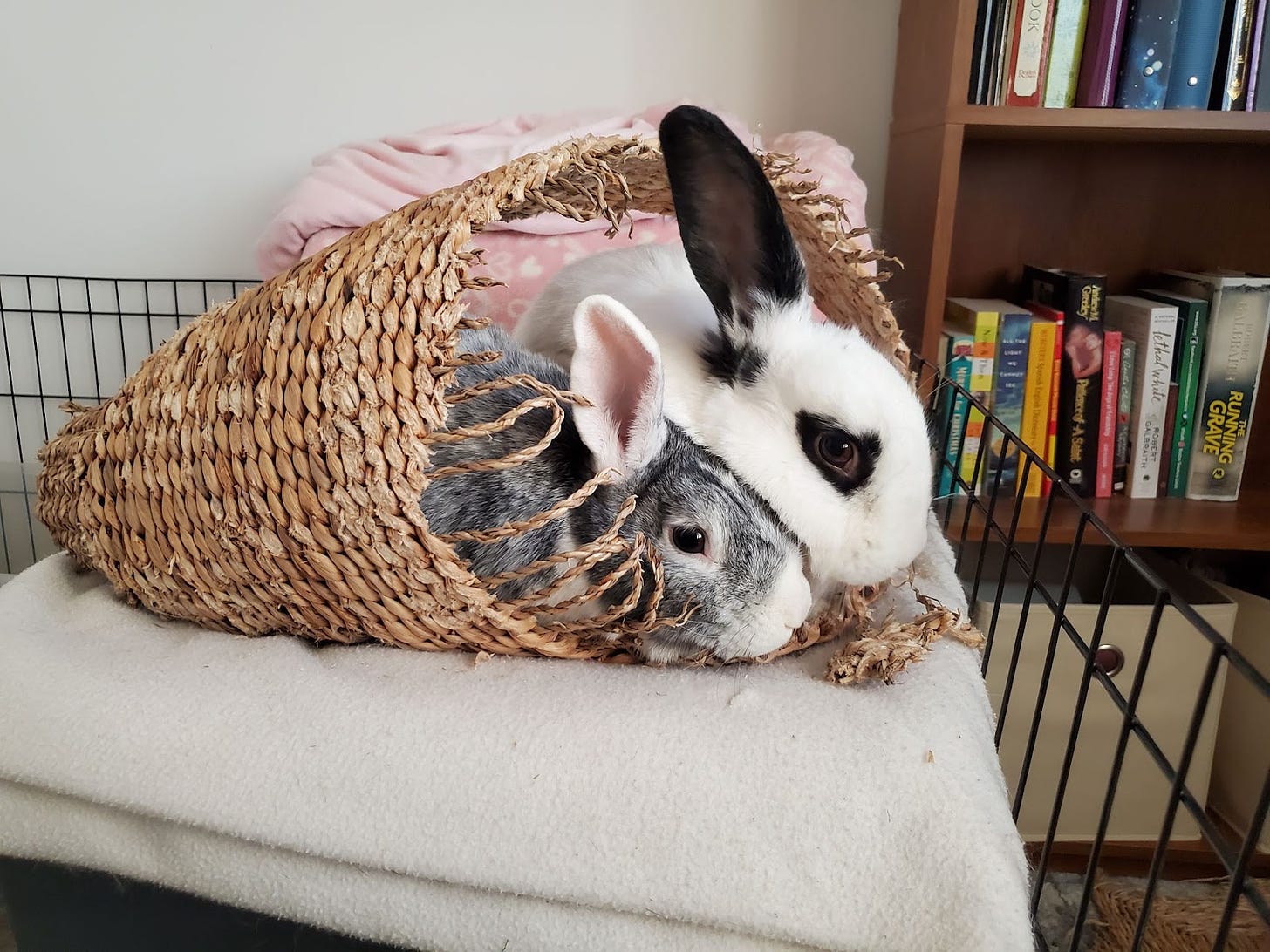 A gray bunny and a white bunny with black ears snuggle together in a basket on top of a soft blanket