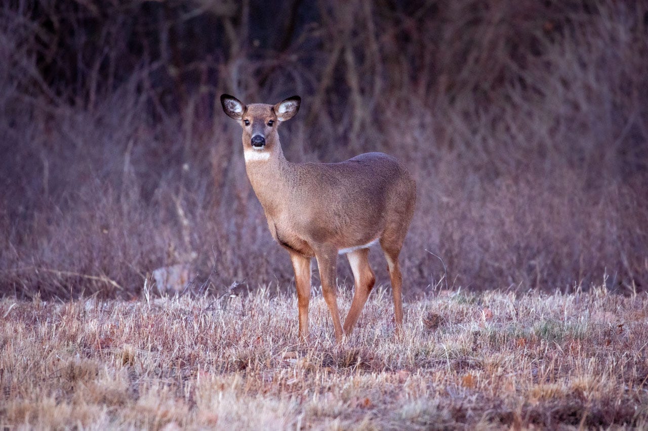 an adult female white-tailed deer stands at attention in the middle of a meadow, the grass palest gold and cream for the winter. it is just after sunset and the forest behind her is falling into purple shadow.