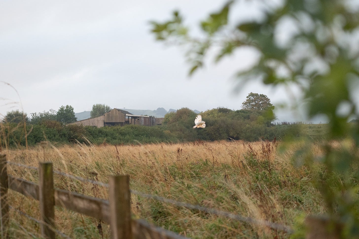 barn owl hunting on cliffs at Robin Hood's Bay