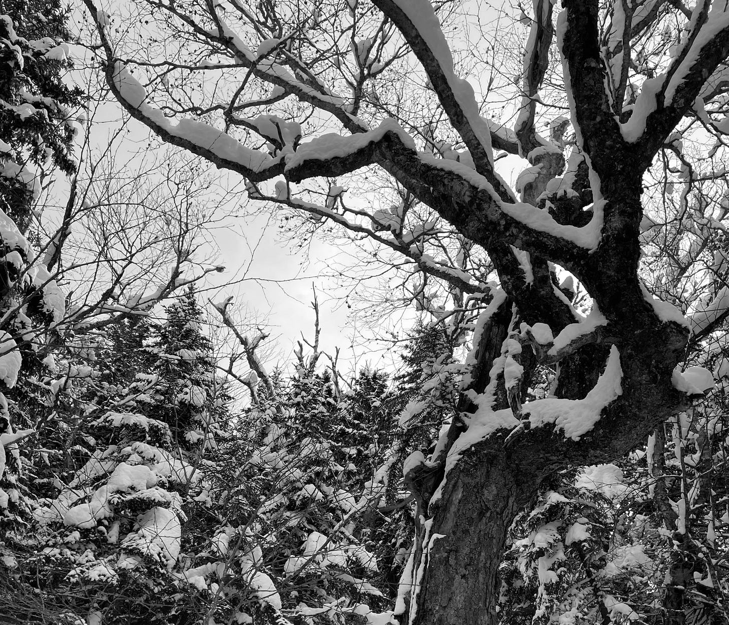 A gnarly yellow birch tree crown reaching upward.