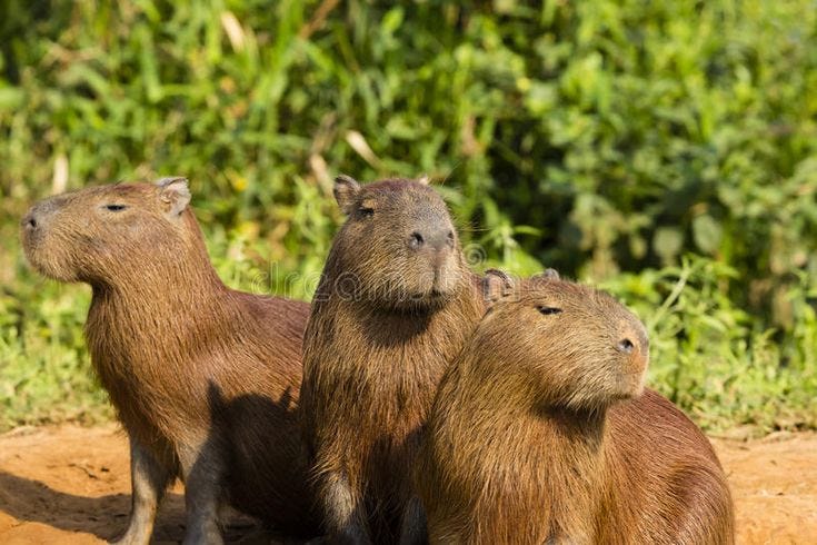 a capybara throuple, each looking into the distance in a different direction