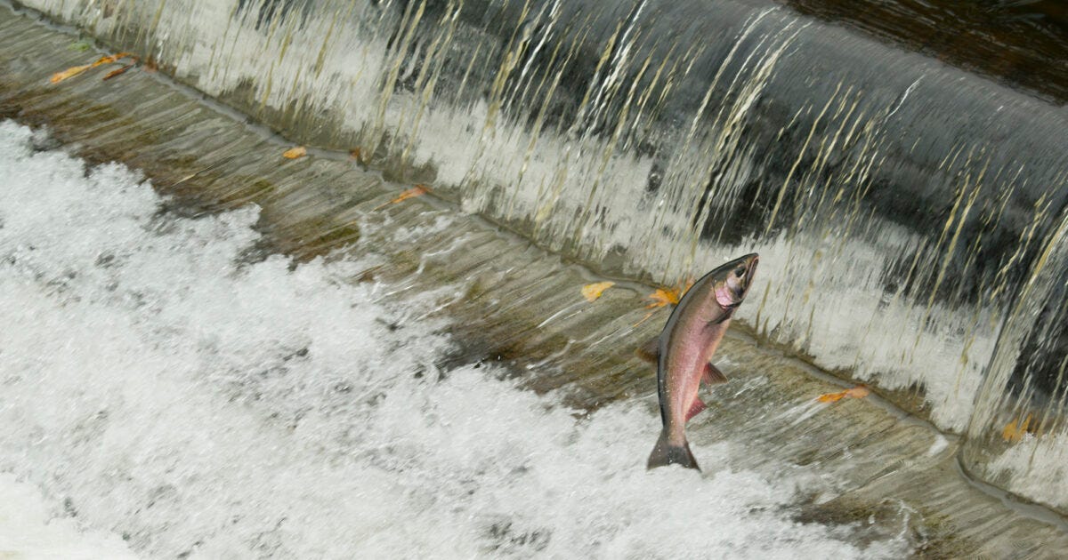 Salmon or Dams? The U.S. Might Finally Pick Salmon. - In These Times