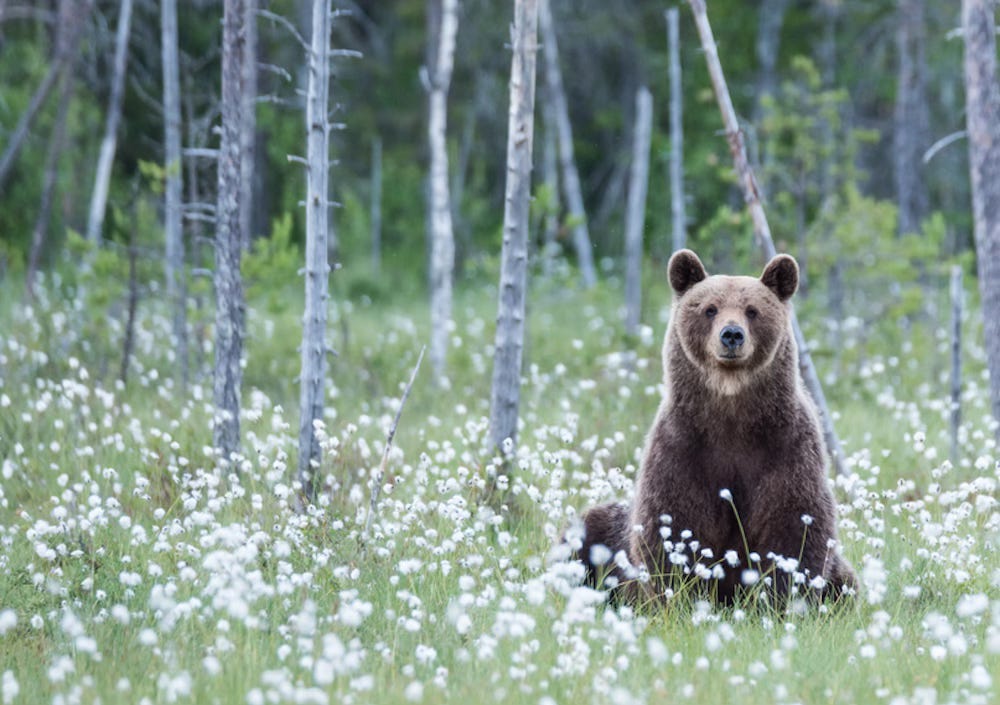 Brown bear finds his happy place in Finland