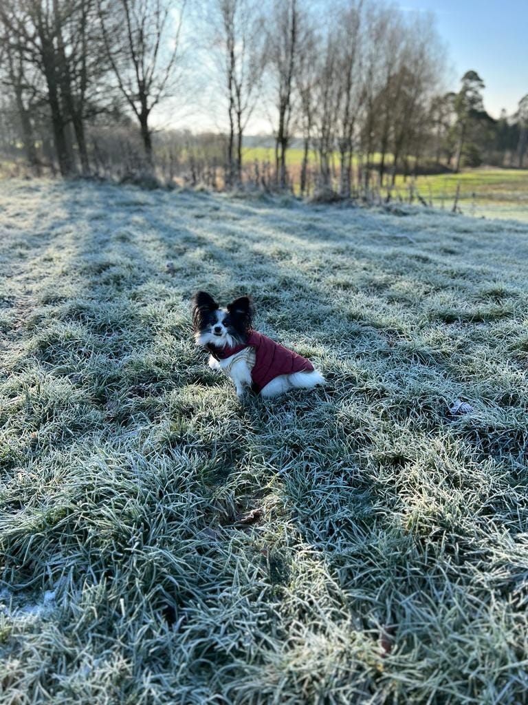 A photo of a small dog with a white face and body, and black ears and cheeks. She is wearing a burgundy coat, and sitting in a grassy field covered in frost. Bare trees are in the background.