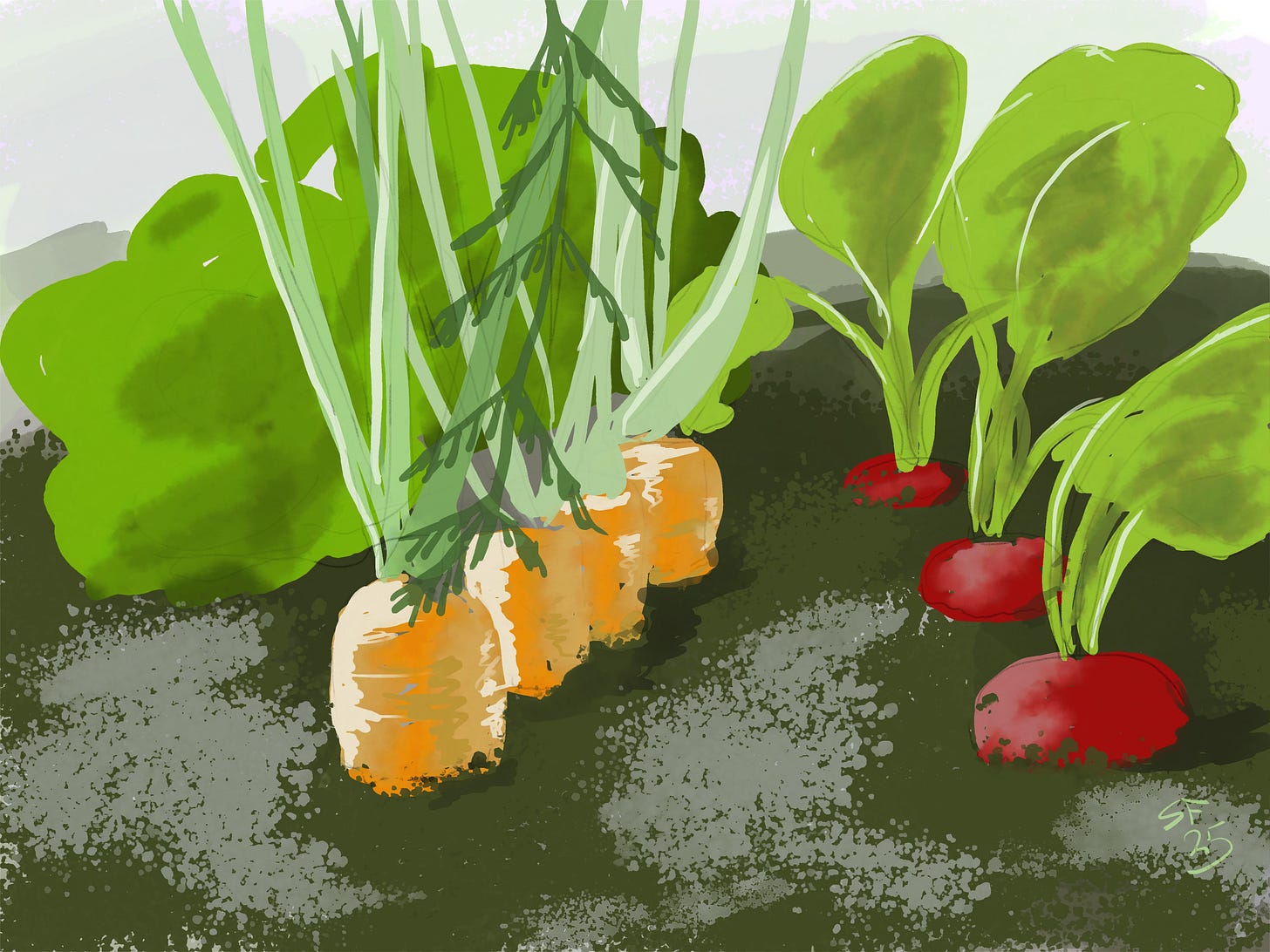 Watercolour sketch: rows of carrots and radishes growing in dark soil