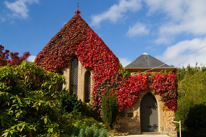 A church in Mt Macedon covered in red leaves.