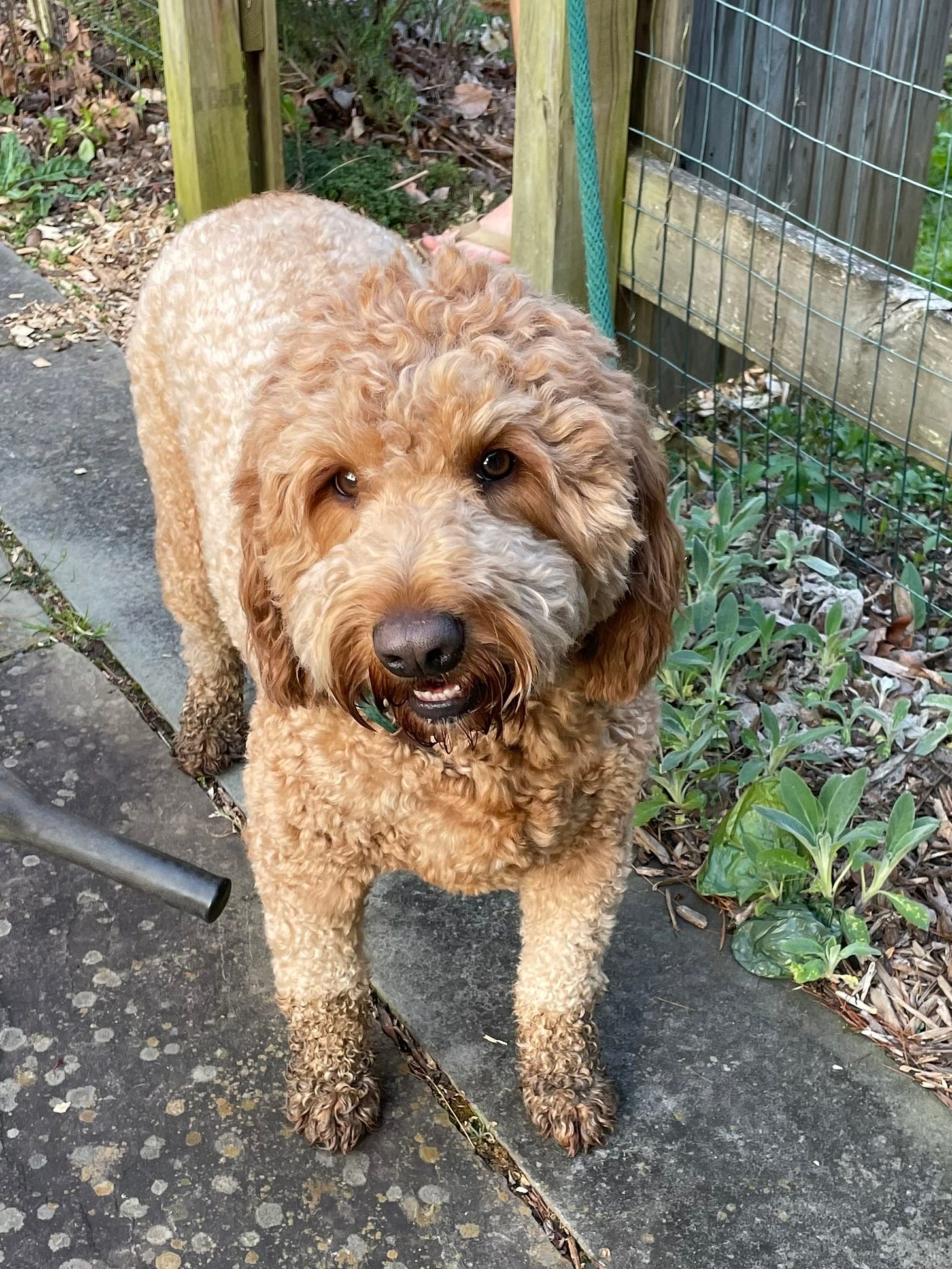 A chunky goldendoodle with filthy paws waits tethered to the fence to get his feet sprayed by the hose.