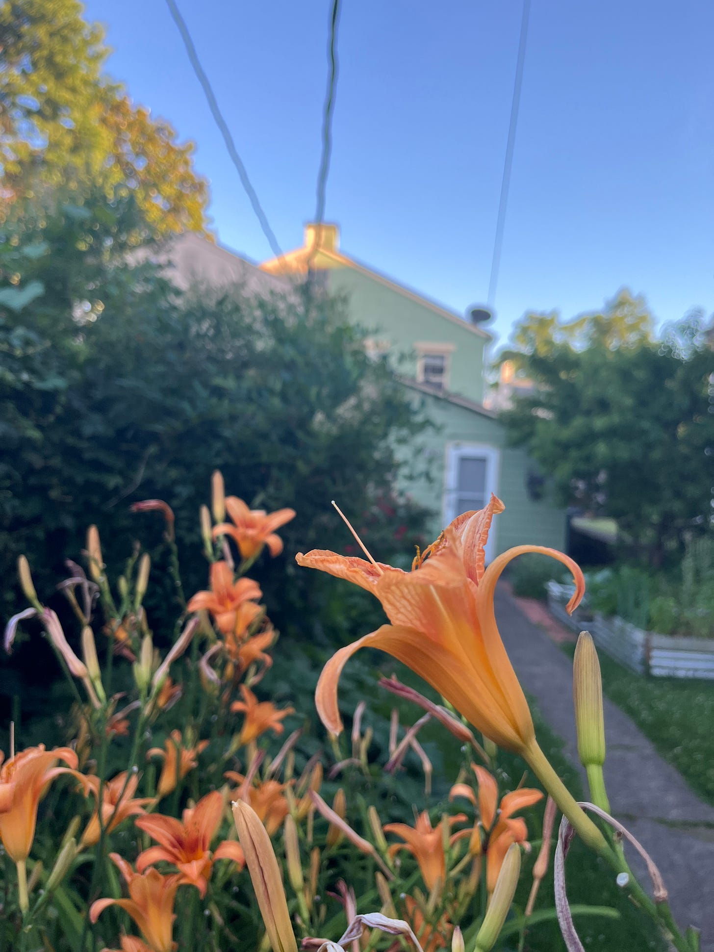 In the foreground, an orange day lily. In the background, the back of a house, blue sky with power lines cutting across it