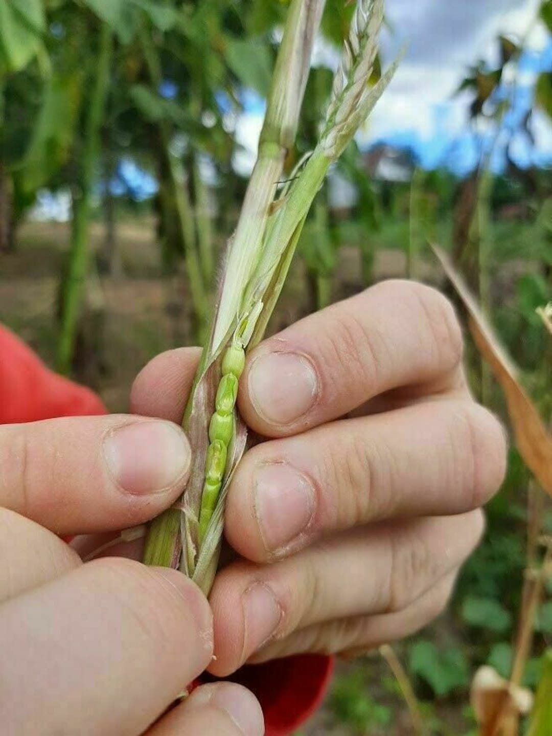 Teosinte Ancient Corn Maize 10 Seeds Zm 064 - Etsy