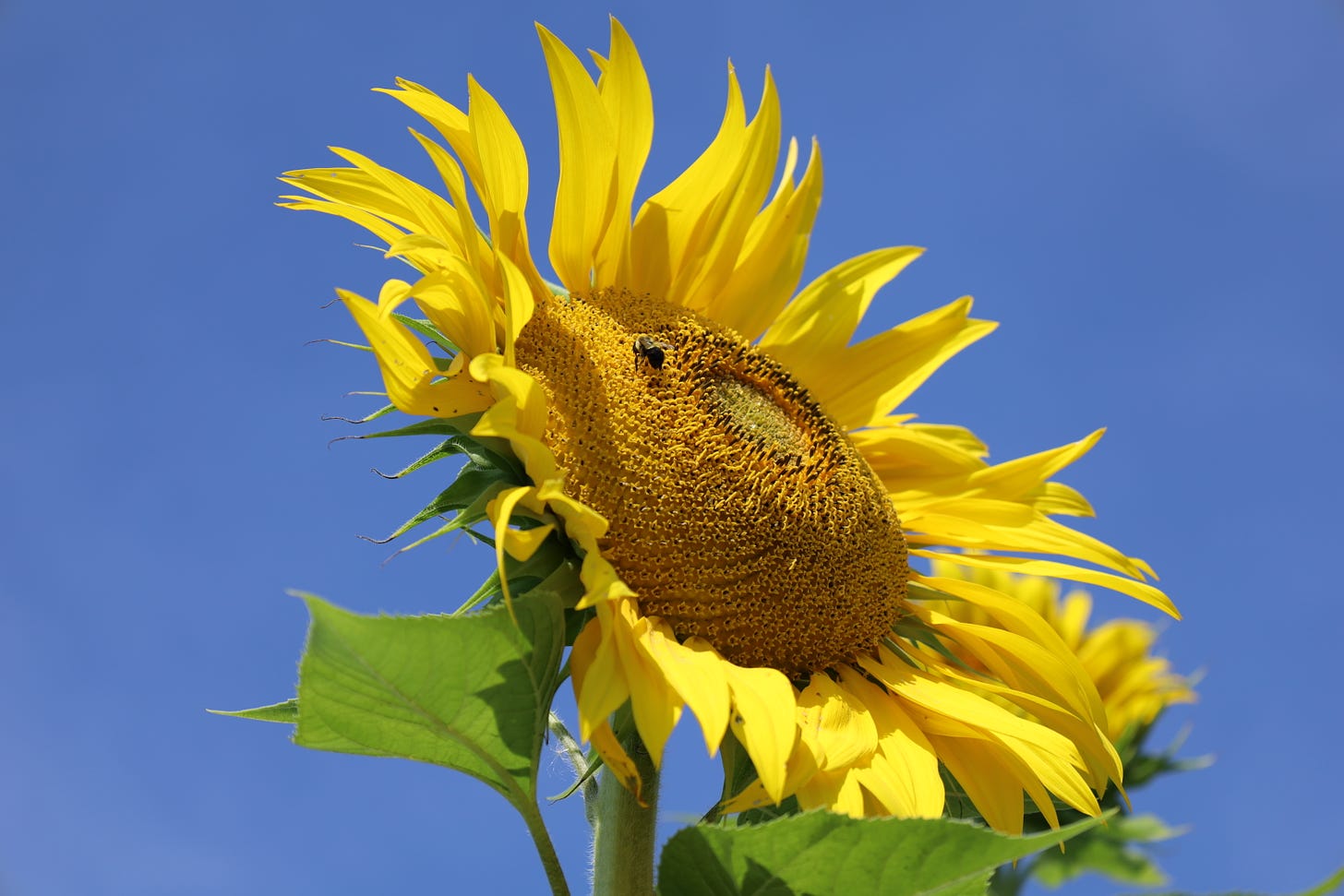 sunflower at the Genuine Faux Farm