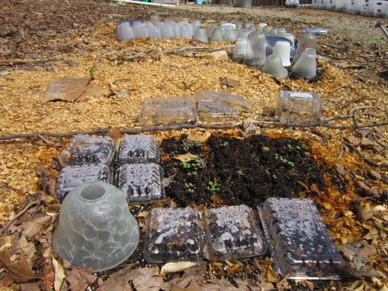 No transplant winter sowing: plastic and glass cloches in the garden