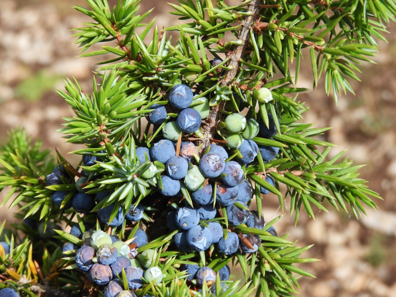 Fulles i gàlbuls del Ginebre.