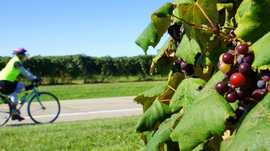 Vineyards along the shores of Lake Erie.