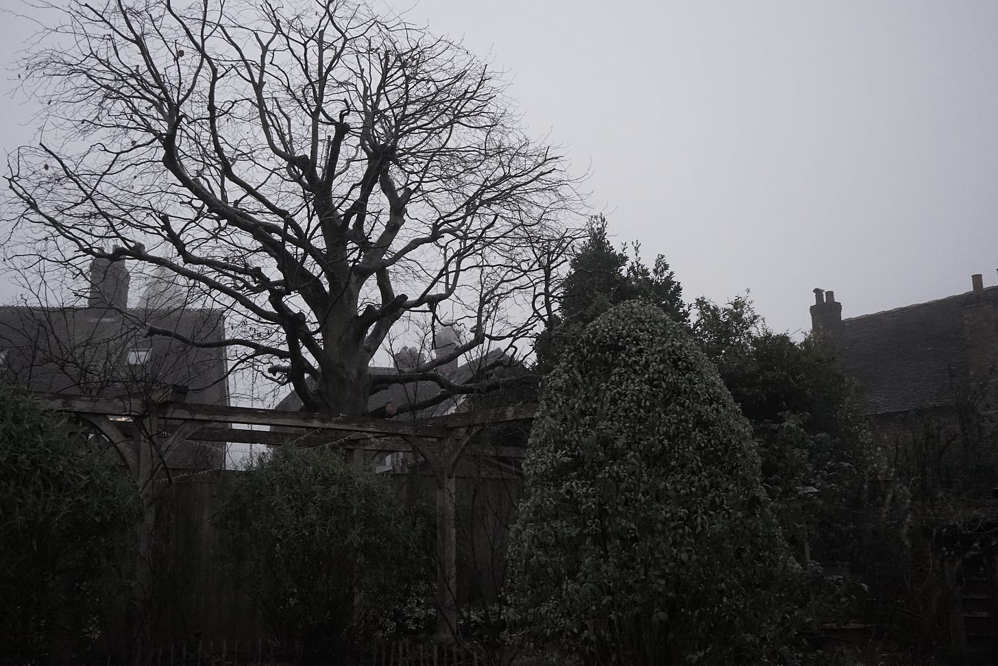 a misty village scene with the silhouette of a tree