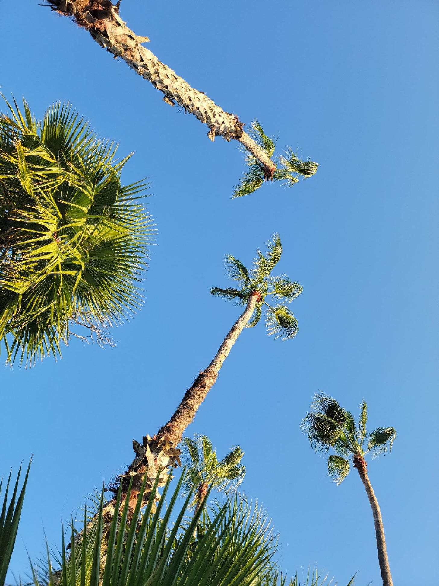 Looking up a palm trees.