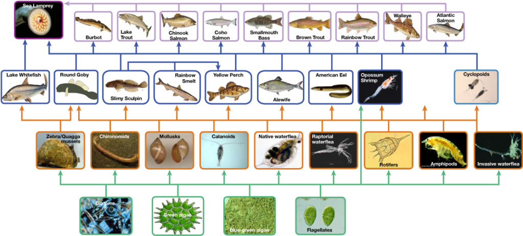 Image of a 4 tier food web showing the interactions of different aquatic species found in the Lake Ontario ecosystem.