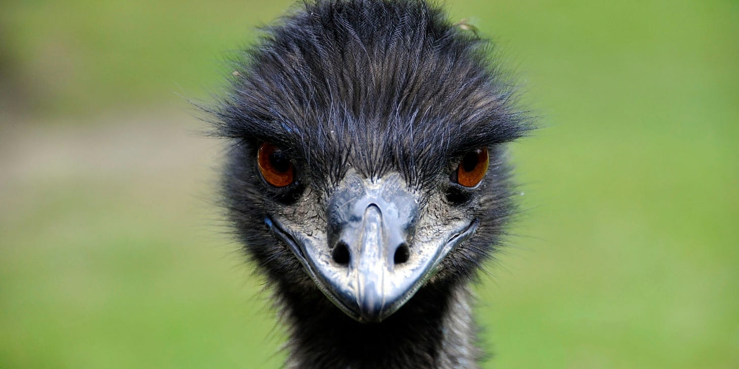Emus Take Over Australian Town After Drought Drives Them From Brush (VIDEO)