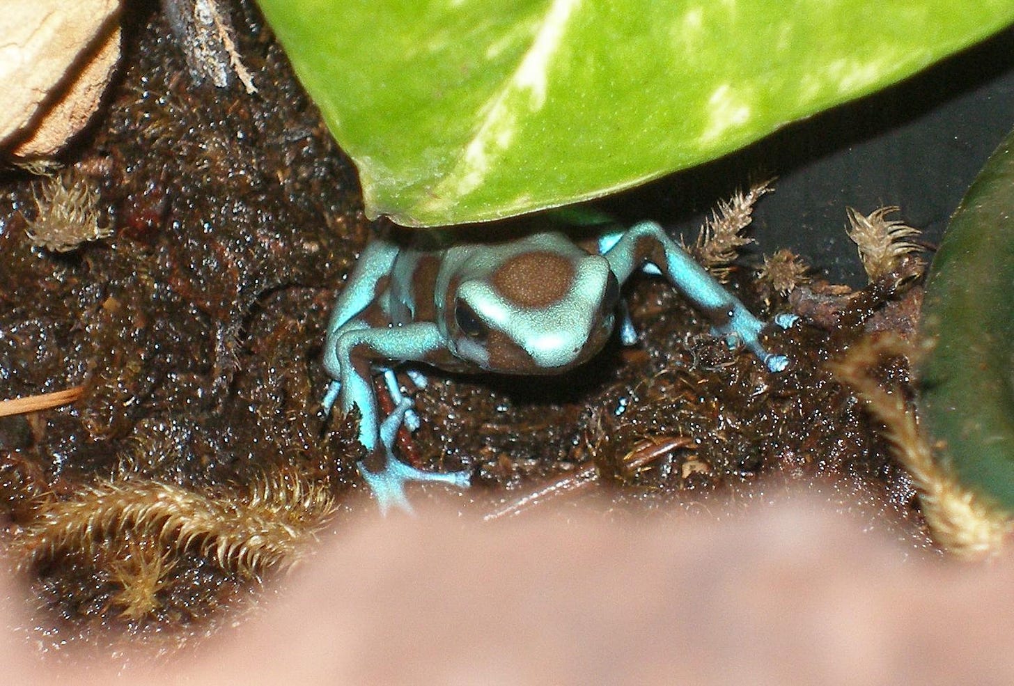 poison dart frog via wikimedia 