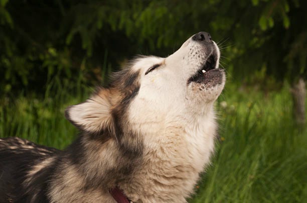 mushing husky dog howling. - dog howling stock pictures, royalty-free photos & images