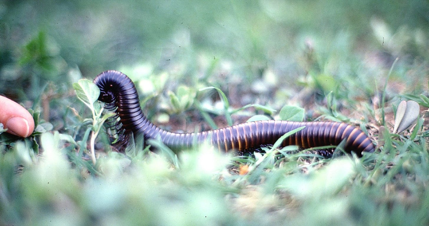 close up of a large southern African millipede close up of a large southern African millipede