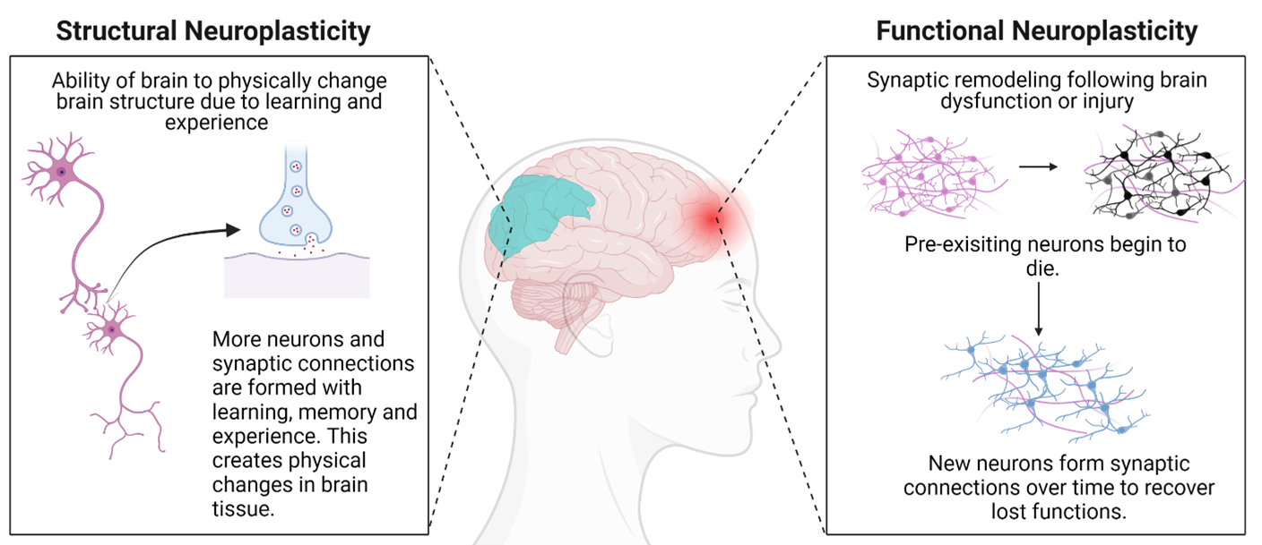 Neuroplasticity | UC Davis Biotechnology Program