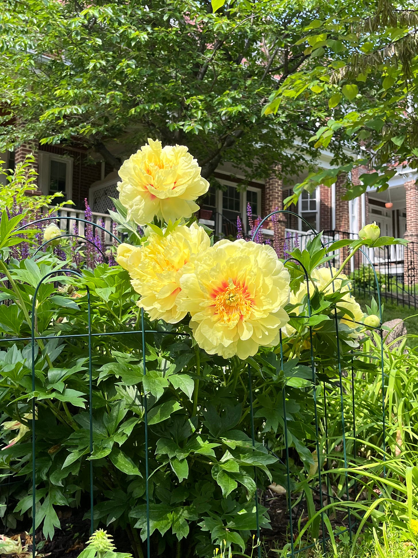 Bright yellow peonies in a stranger's front yard.