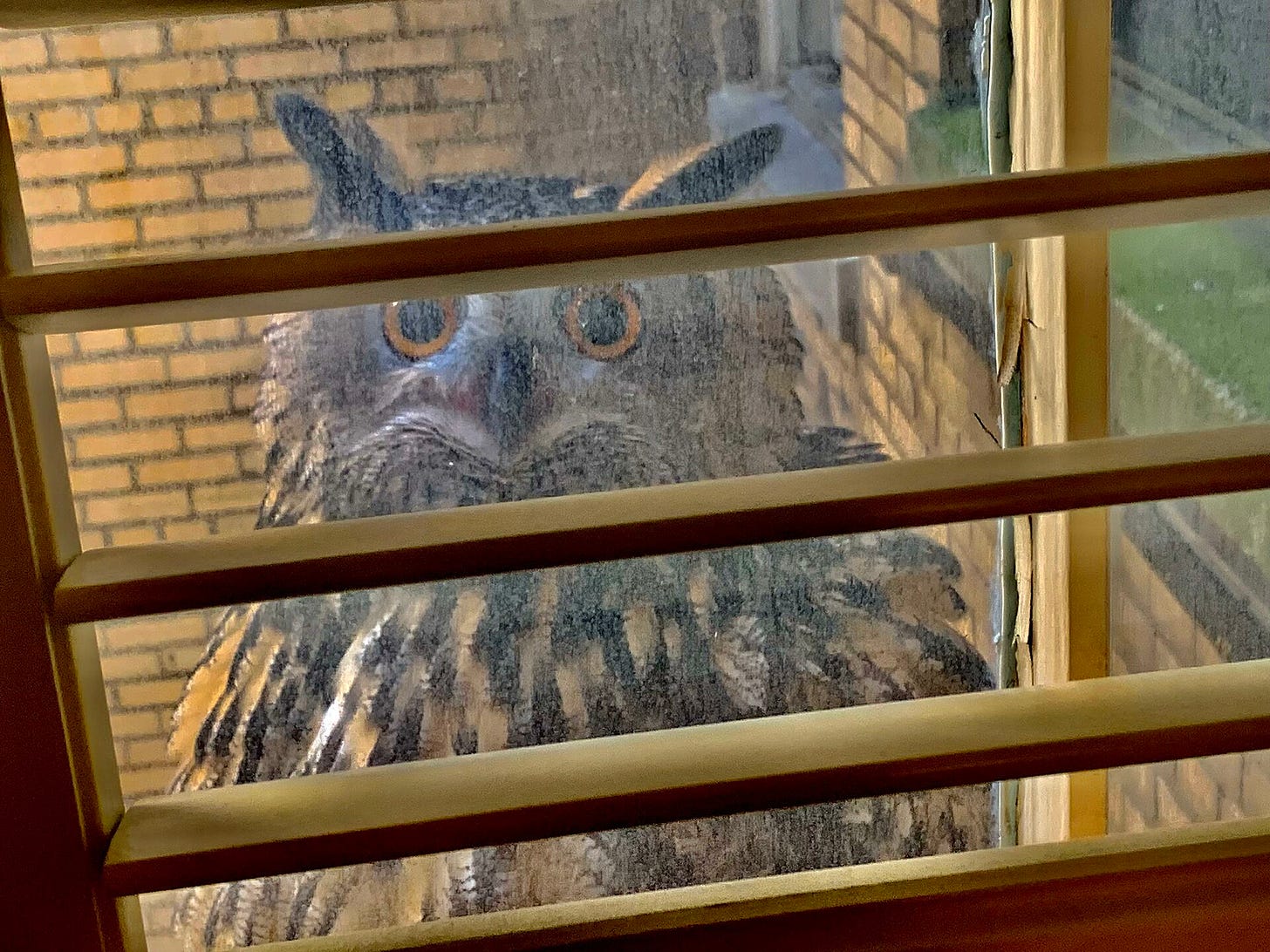 Flaco, an owl with large golden eyes, is looking in through the shutters of an apartment window. 