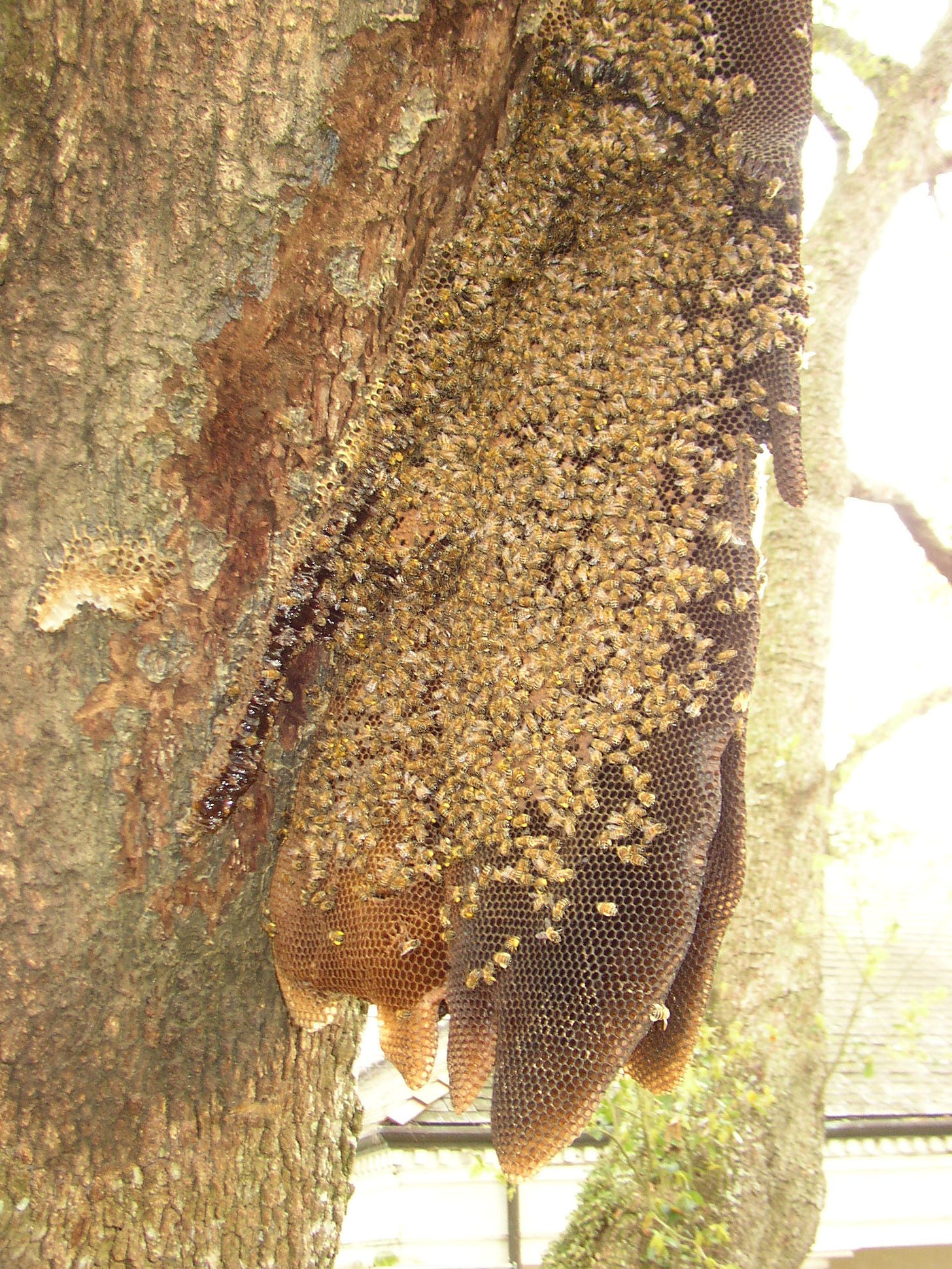 Wild honeybee hive covered in bees. Queen cell on the side.