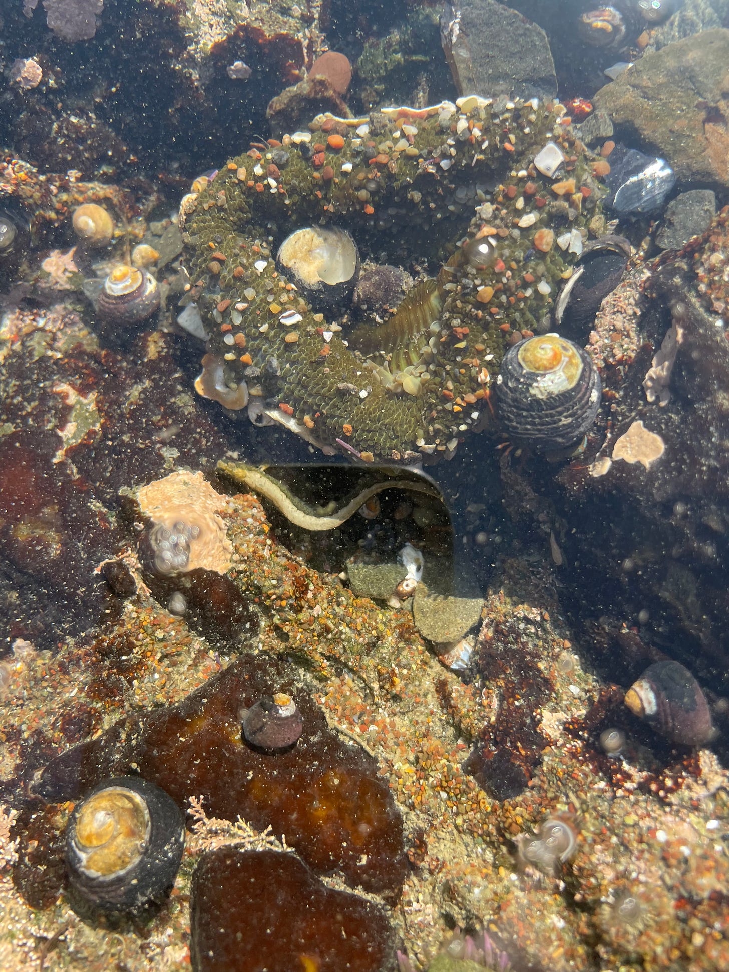 A photo of a tide pool with different sea creatures, shells, and a small eel like fish.