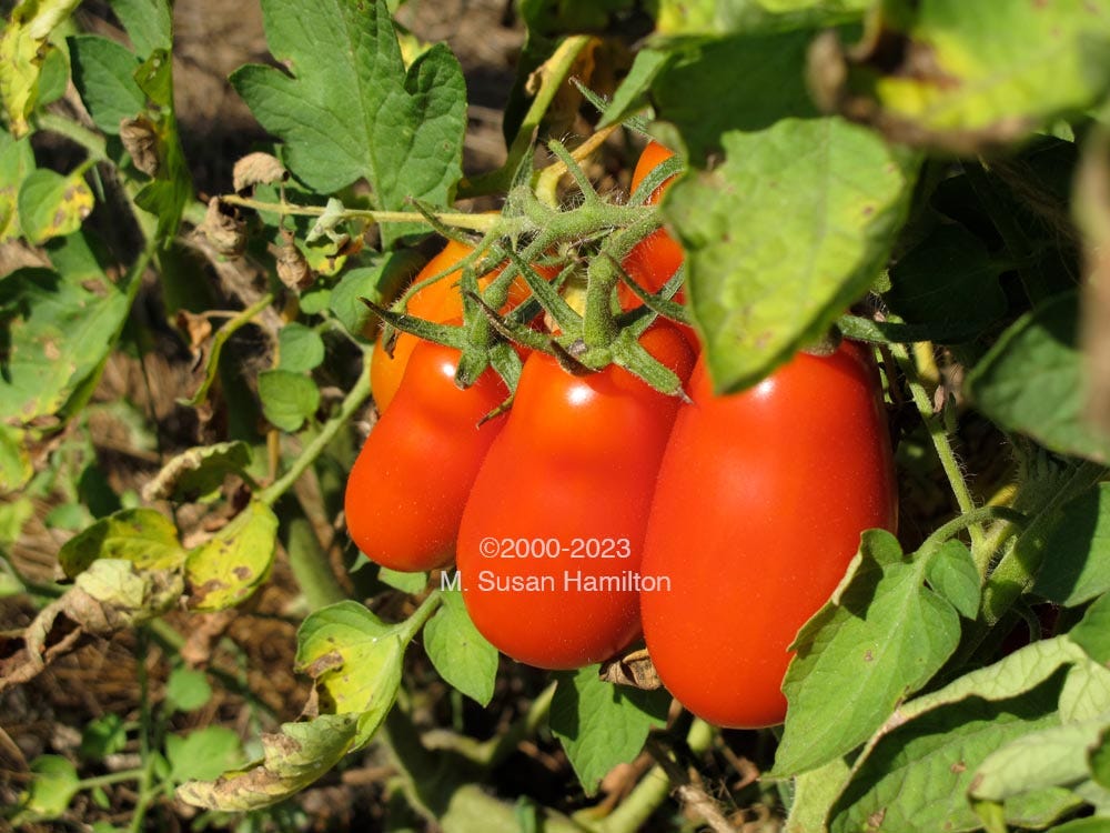 Photo of plum tomatoes on the vine
