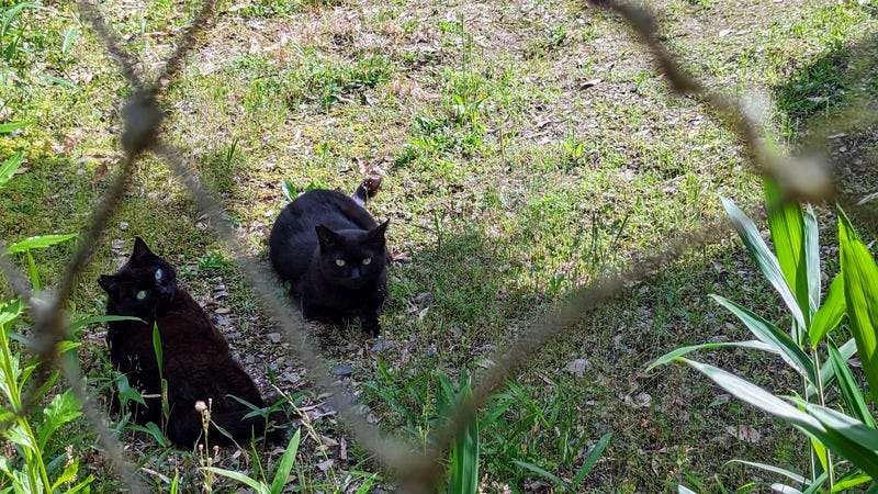 Two black cats reclining on the grass near each other, looking at the camera with mild curiosity