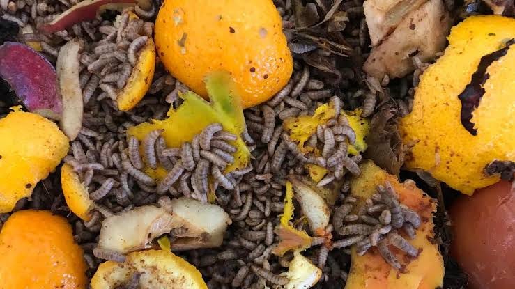 Insect entrepreneur training farmers how to use maggots on their farms -  Kenya Climate Innovation Center (KCIC)