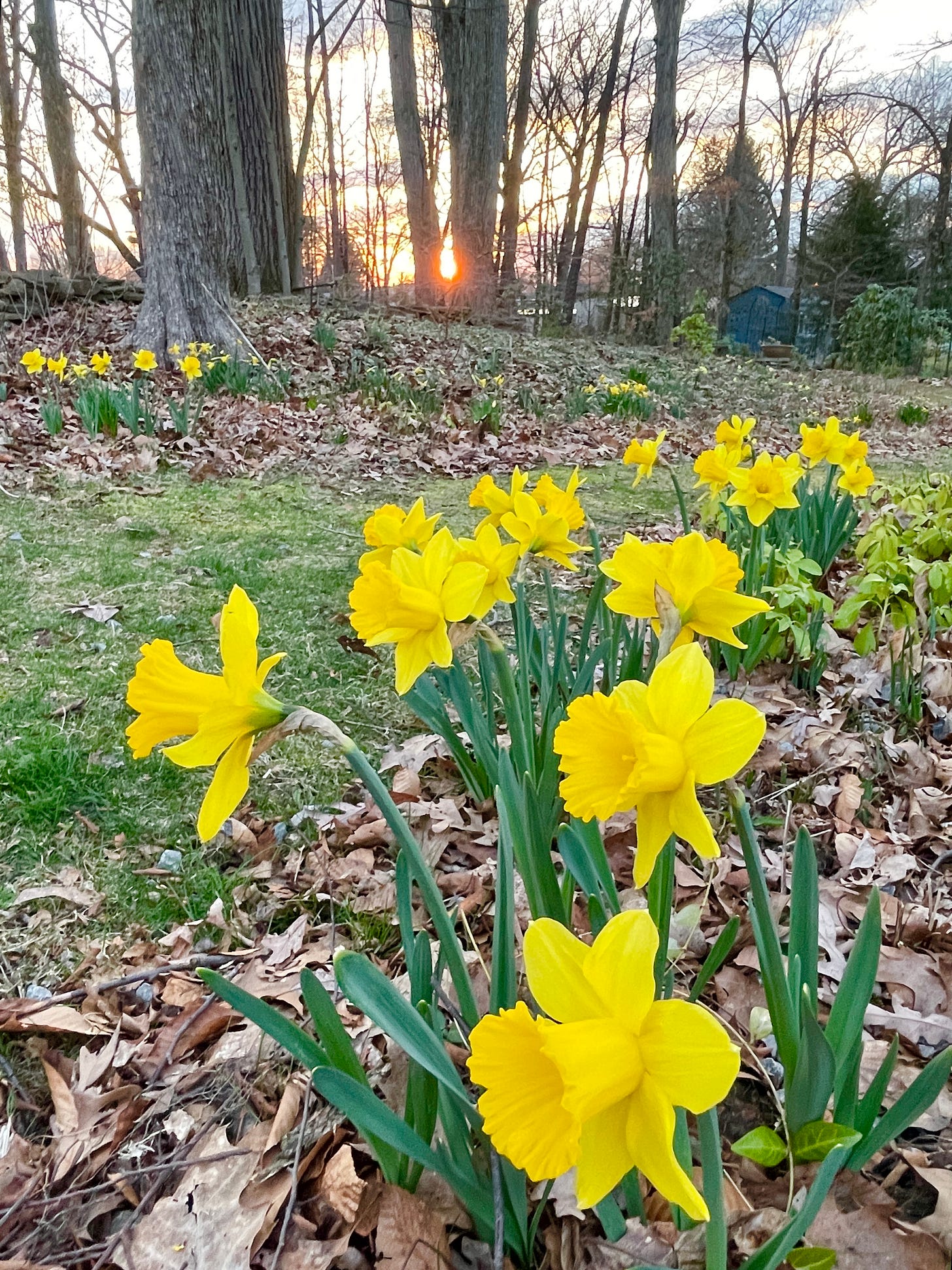 Narcissus ‘Rijnveld’s Early Sensation’ has been blooming for a week in the Daffodil Dell. Narcissus ‘Rijnveld’s Early Sensation’ has been up for over a week in the Daffodil Dell, where we have planted hundreds of bulbs. 