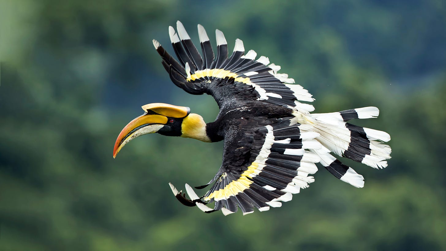 Great Hornbill - Bing Wallpaper Download
