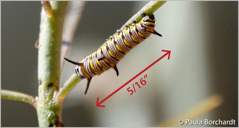 Queen Butterfly Larva a.k.a. our Tiny Little Friend, on Desert Milkweed