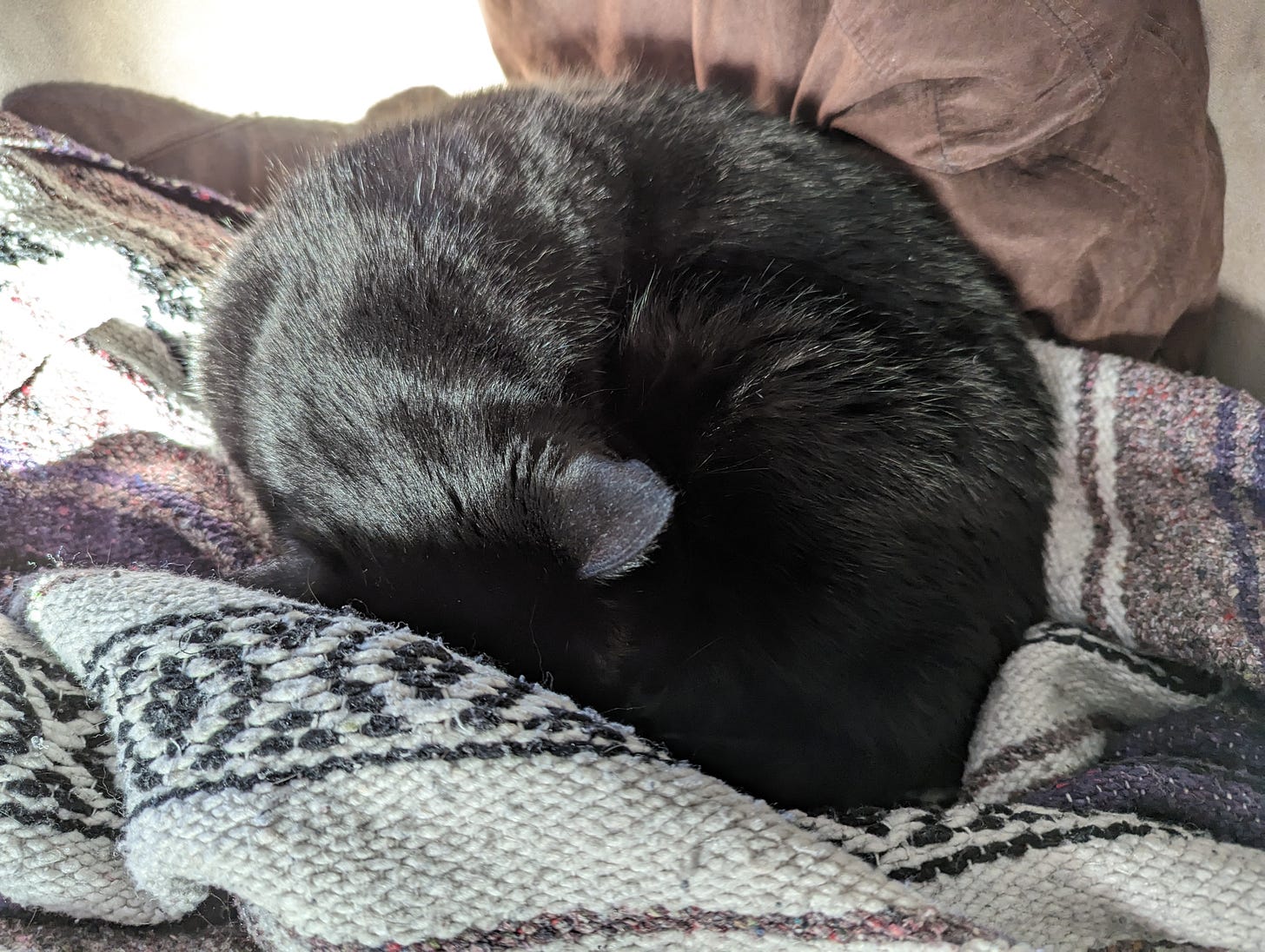 A black cat, curled into a ball, nestles into a blanket featuring purple, white, and black stripes.