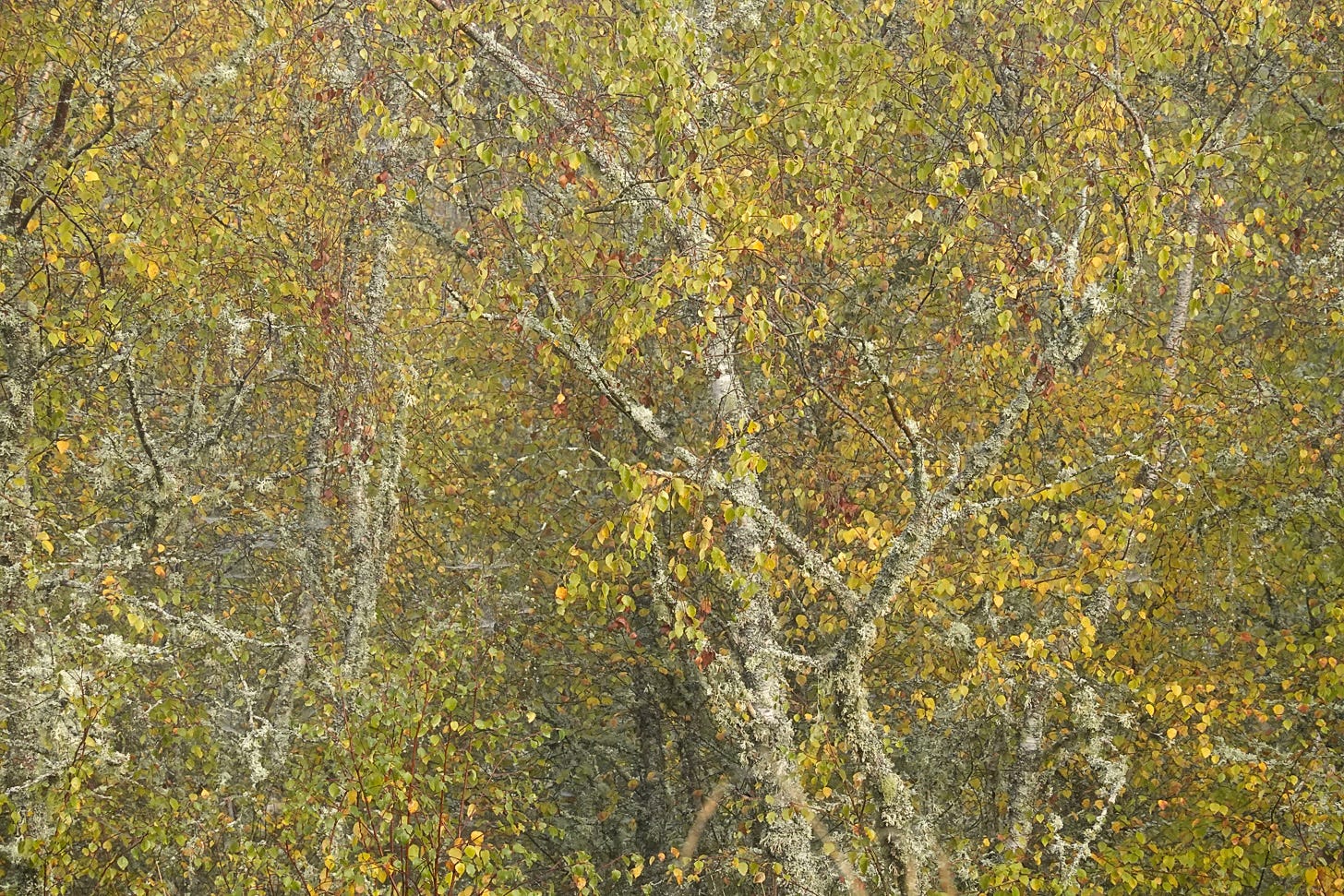 Hanging by a thread: nature’s golden tapestry of yellow birch leaves on lichen clad trees