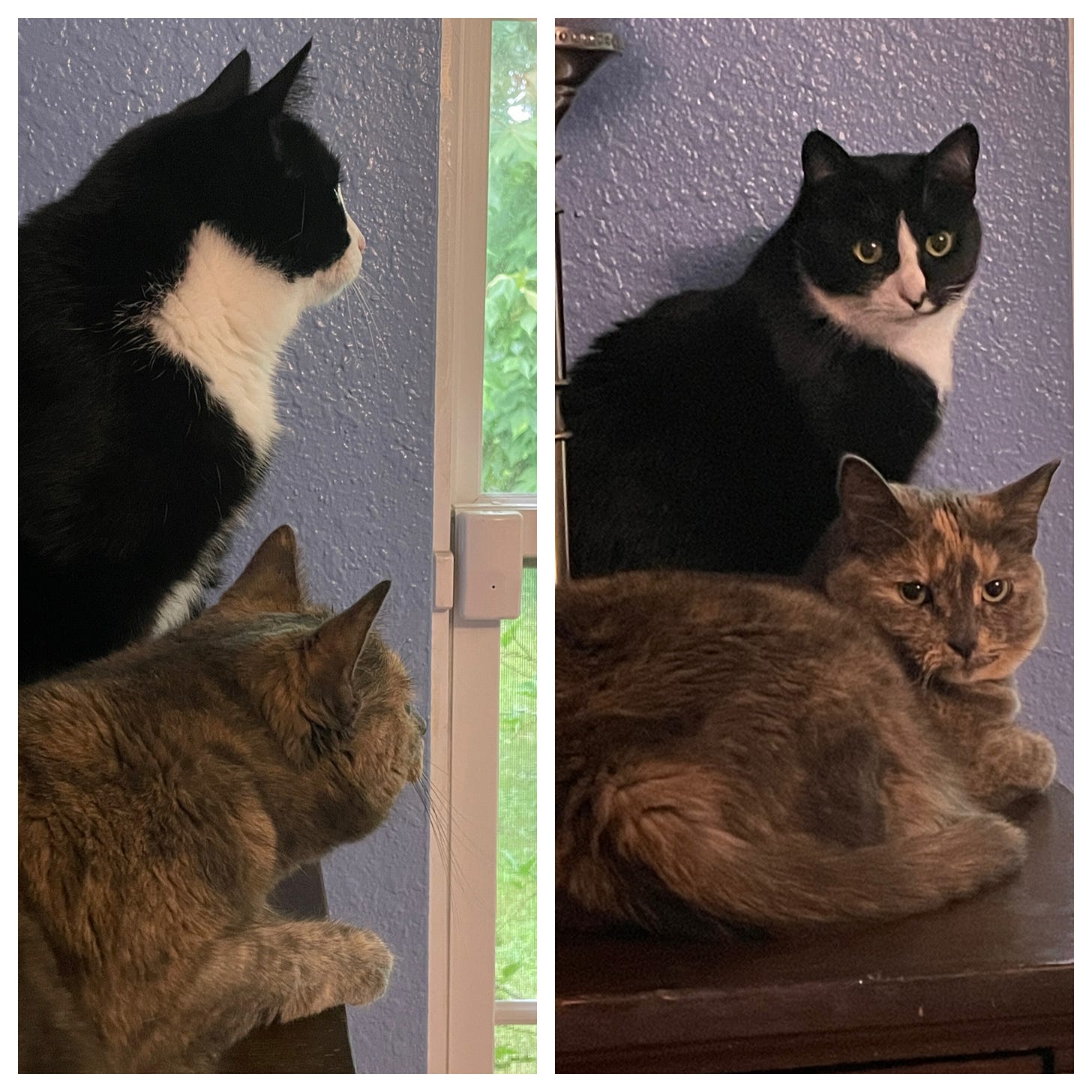 Left: Viewed in profile, a tuxedo cat (standing) and a dilute tortoiseshell cat (sitting) are seen looking out a window. Right: The same cats are looking over their shoulders at the camera.