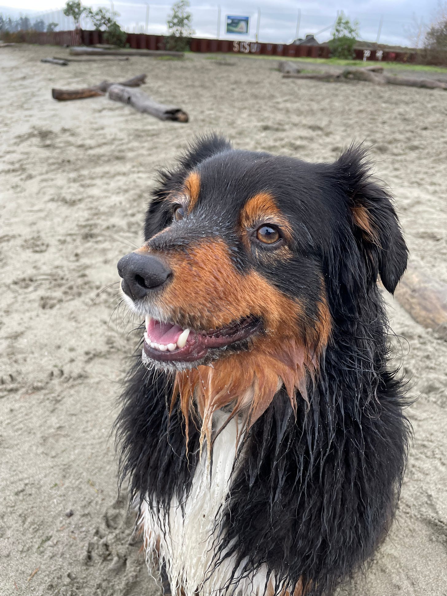 A close-up image of a happy, wet Australian shepherd on a sandy beach. The dog is facing the camera with a content expression, mouth open and tongue out slightly, showcasing a joyful demeanor. In the background, there's a beach scene with driftwood, a fence, and an overcast sky.