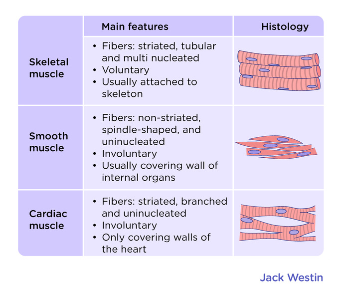 Structure Of Three Basic Muscle Types - Muscle System - MCAT Content