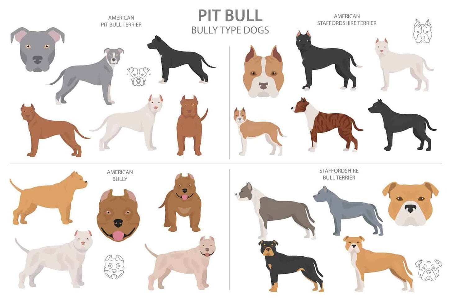 American Bully breed: Pocket, Extreme, XL, Standard and Classic