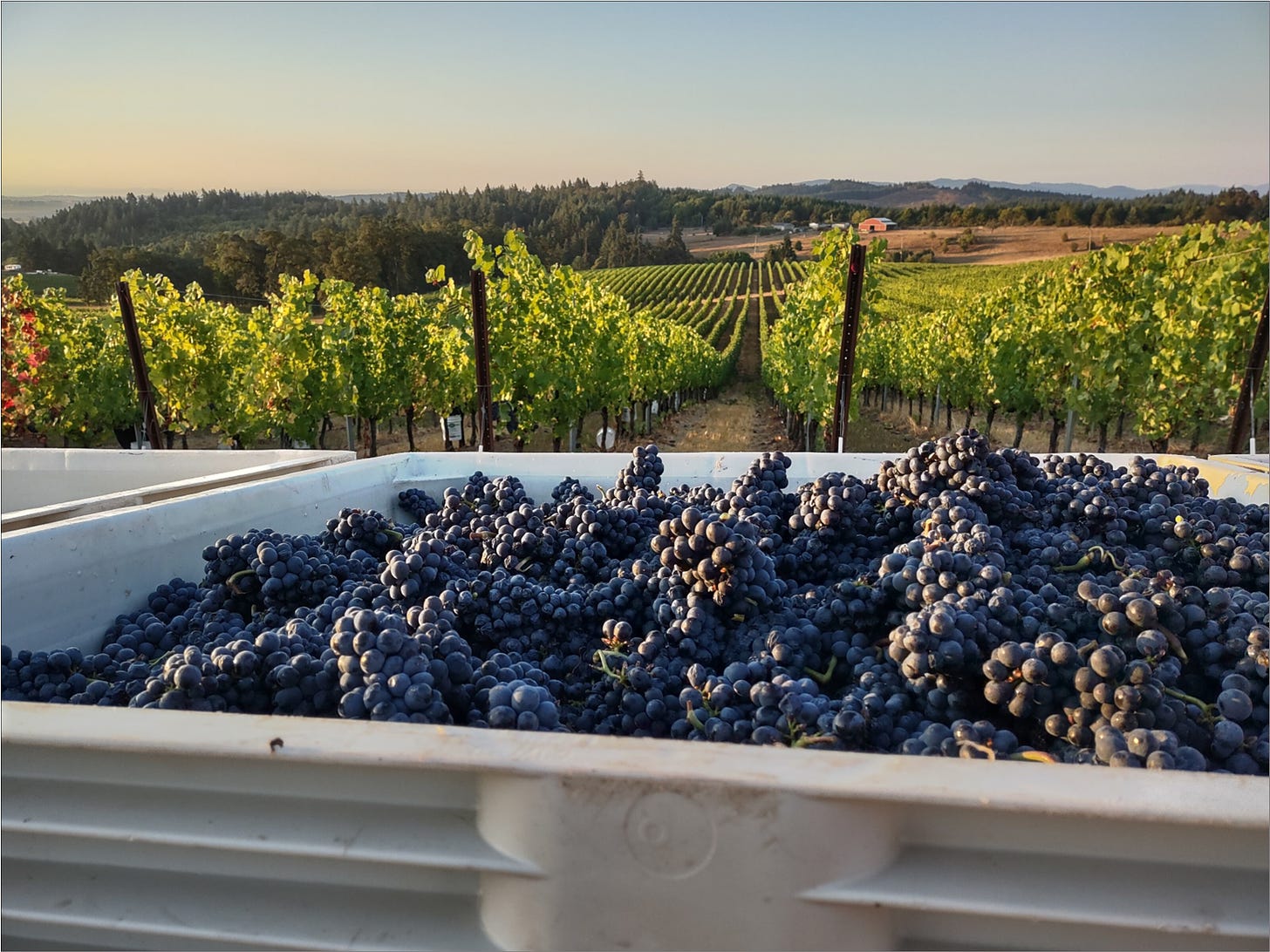 Pommard Clone Pinot Noir after the Great Cluster Pluck, Vintage 2023.