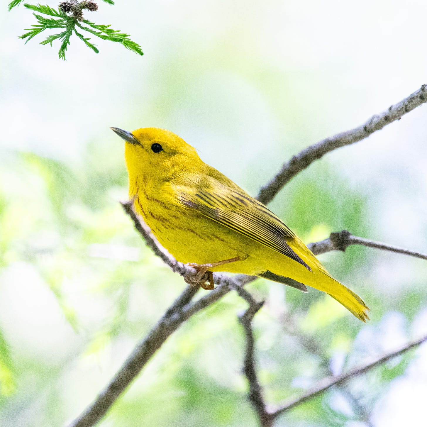 A yellow warbler with thin red streaks on its breast is perched on a bare cedar twig