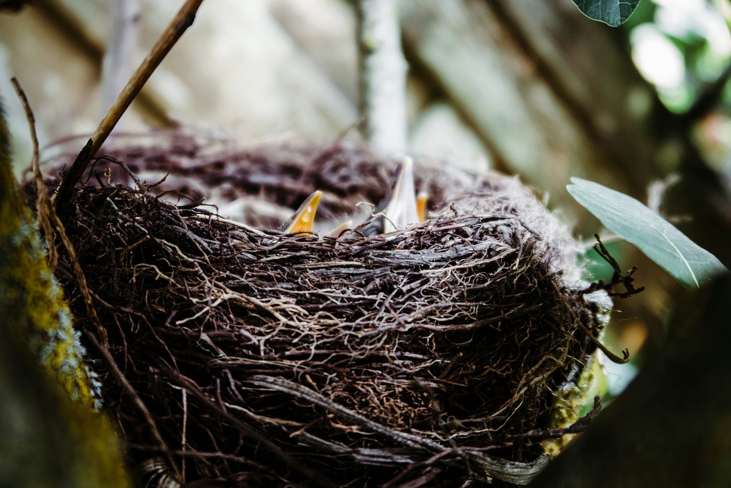 A bird's nest with chicks