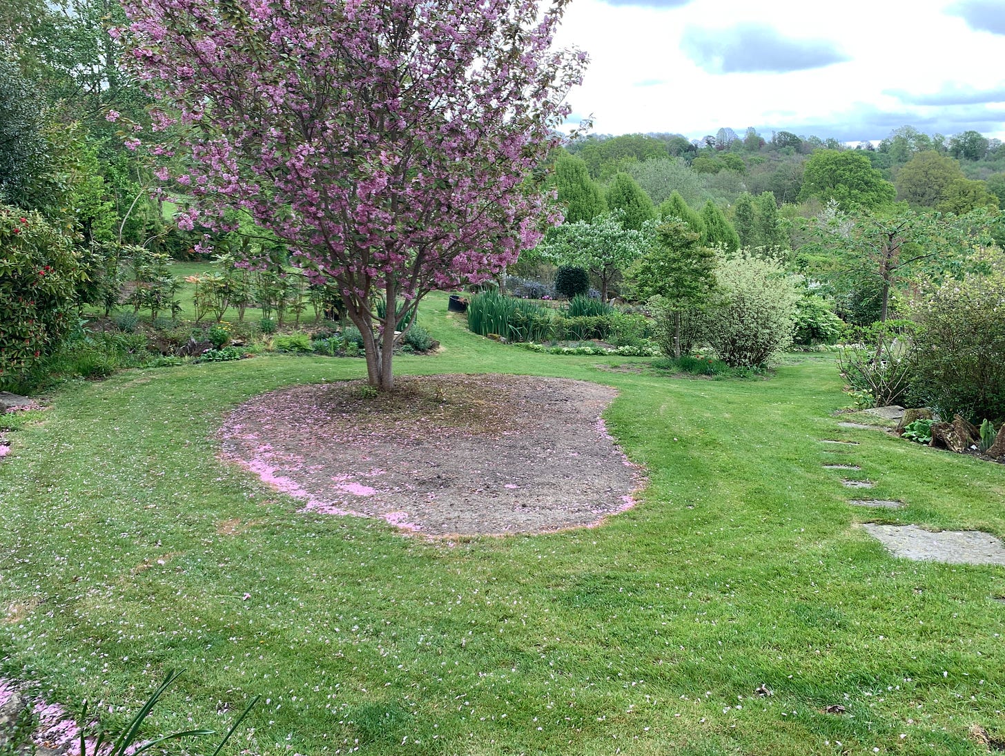 a tree with pink blossom in a flowerbed