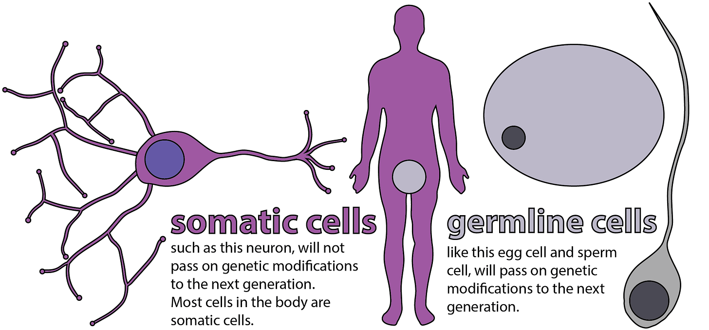 Arrival of Gene-Edited Babies: What lies ahead? - Science in the News