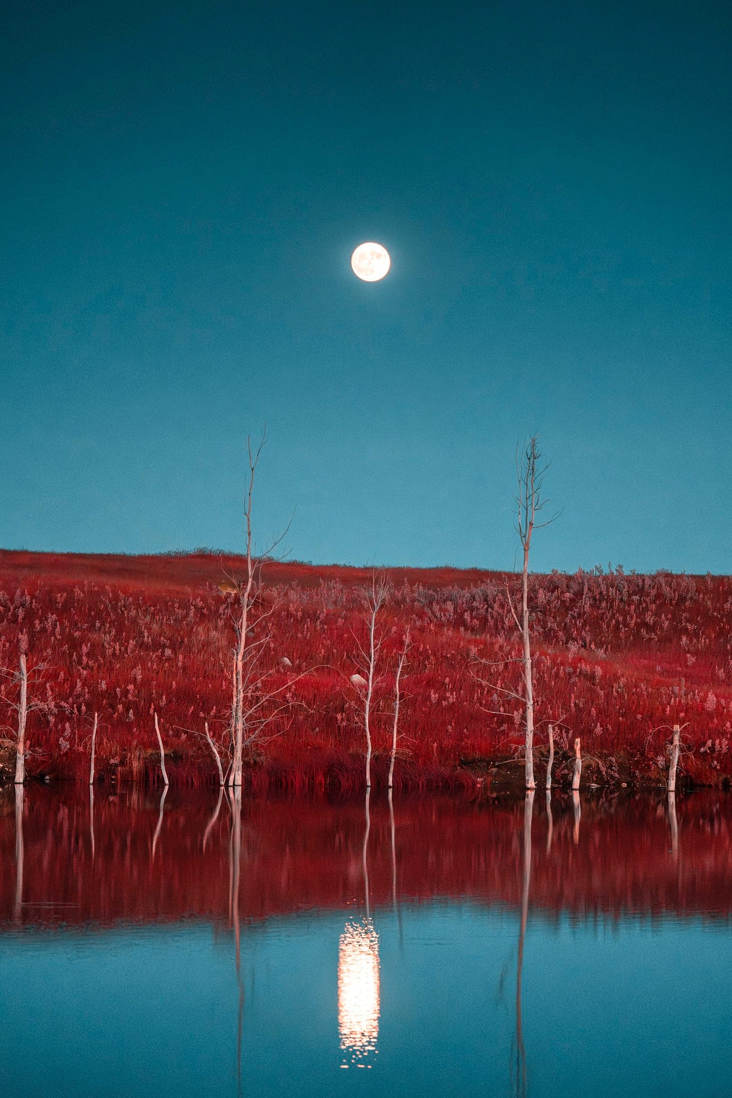 Full Moon and Pond